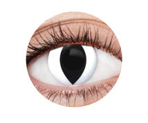 Contacts - White Cat